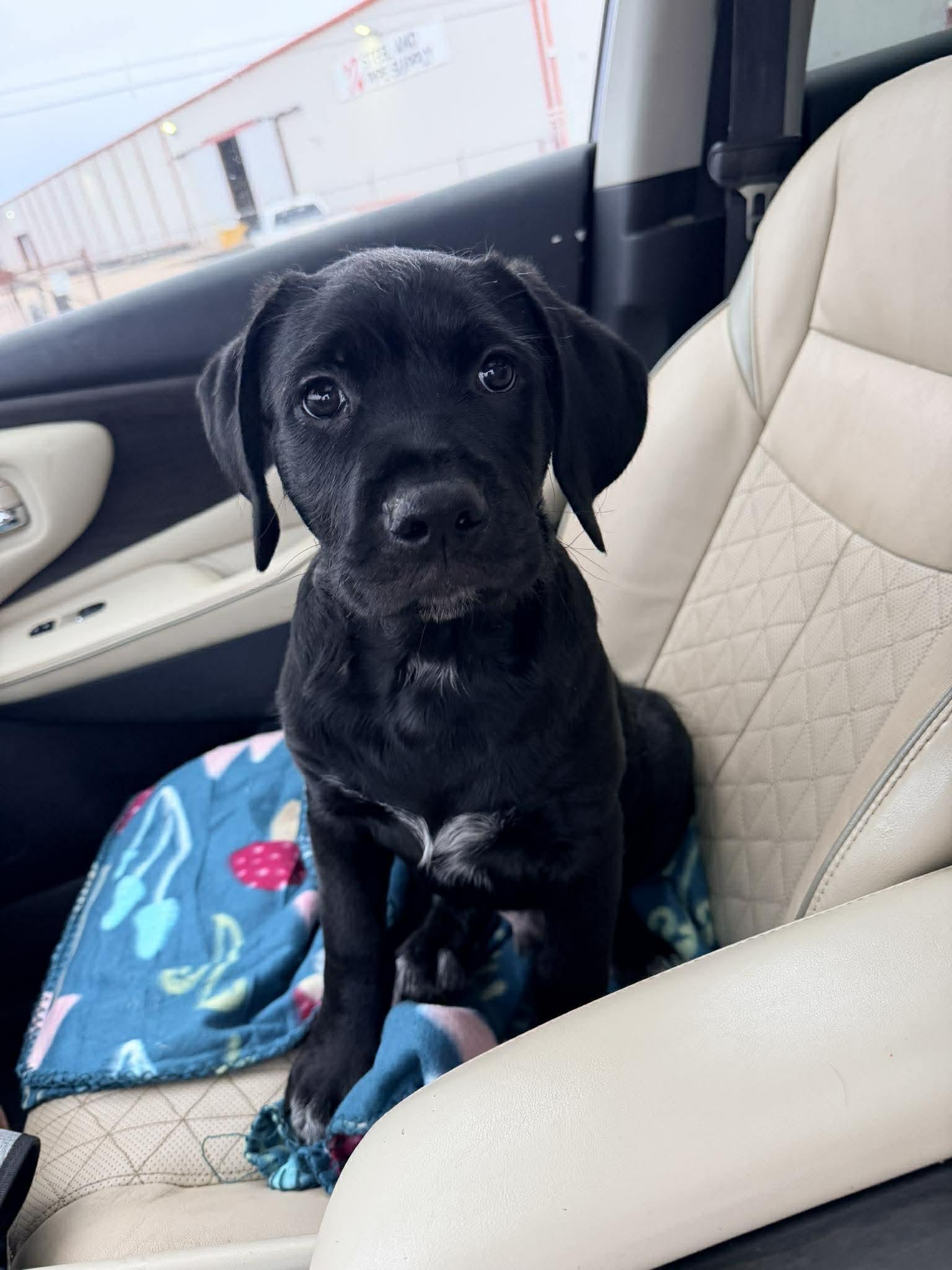 In Foster Adoption Pending - Big Mac, adopted, Puppy Male Mixed Breed.