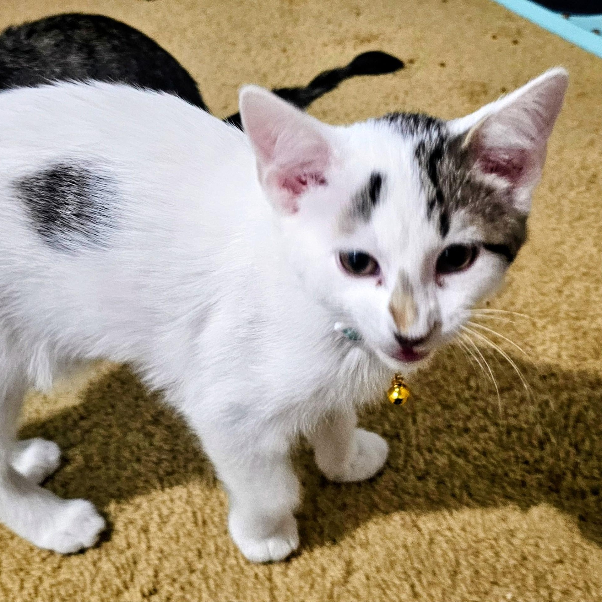 Enlarge Jax, a ADOPTABLE Domestic Short Hair in Waverly, IA image 2/2