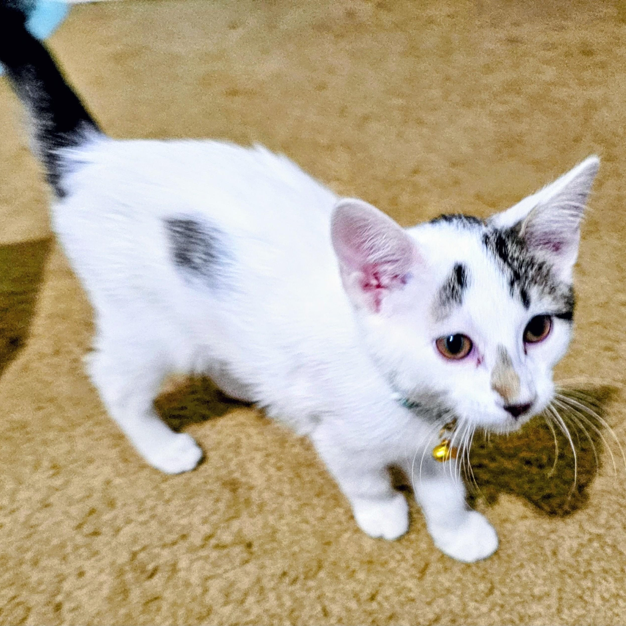 Jax, ADOPTABLE, Young Male Domestic Short Hair.