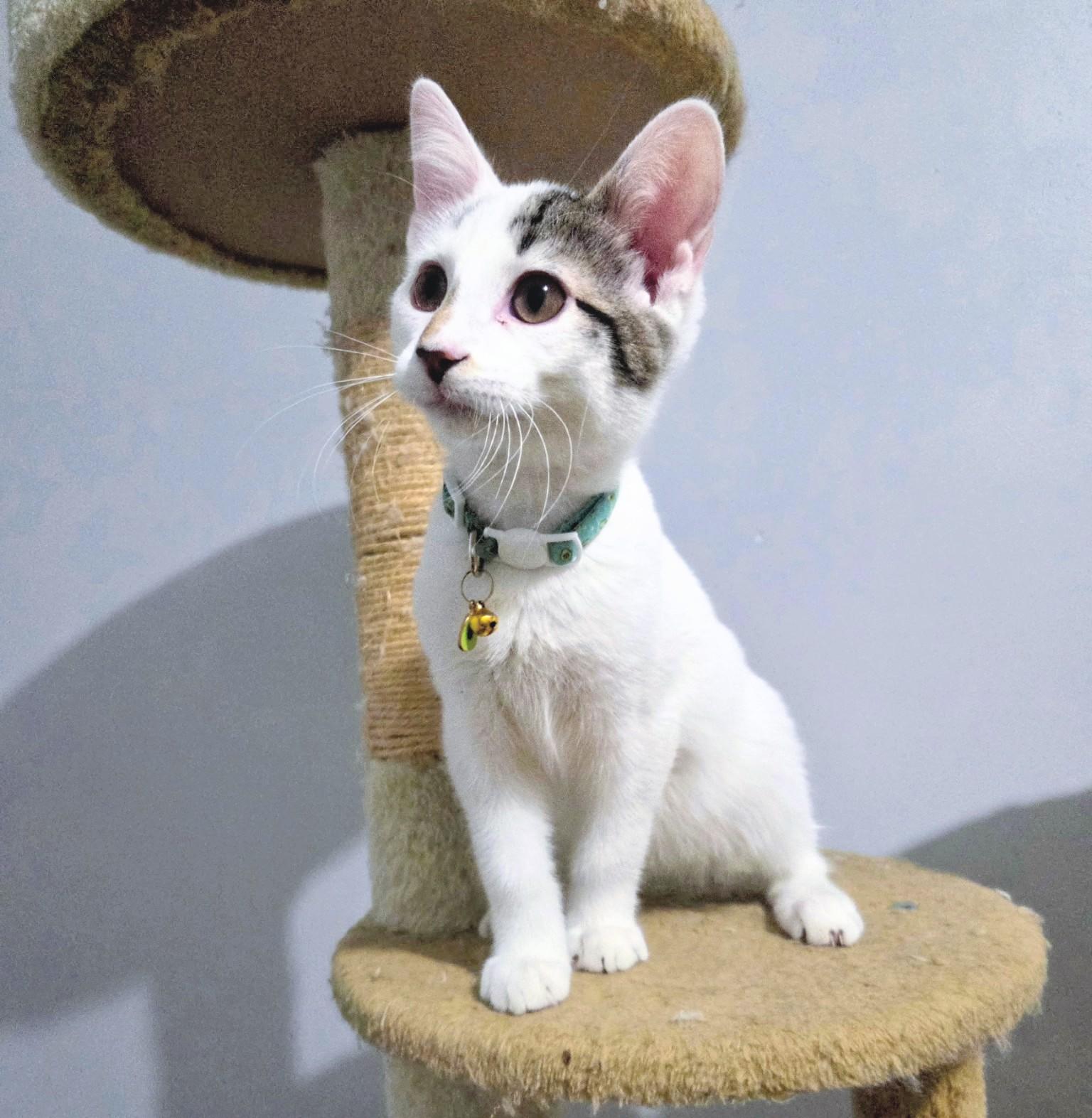 Jax, adoptable, Young Male Domestic Short Hair.