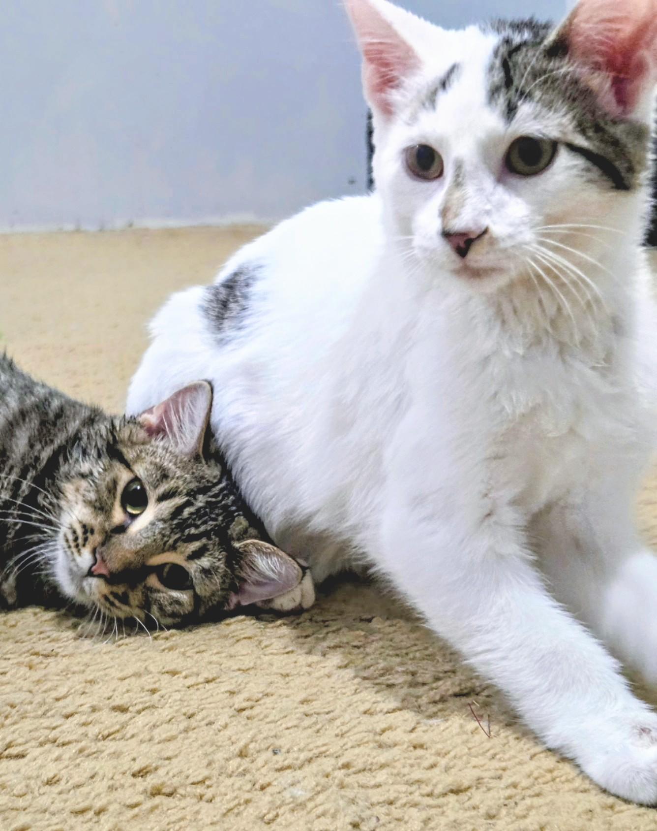 Jax, an adoptable Domestic Short Hair in Waverly, IA image 3/5