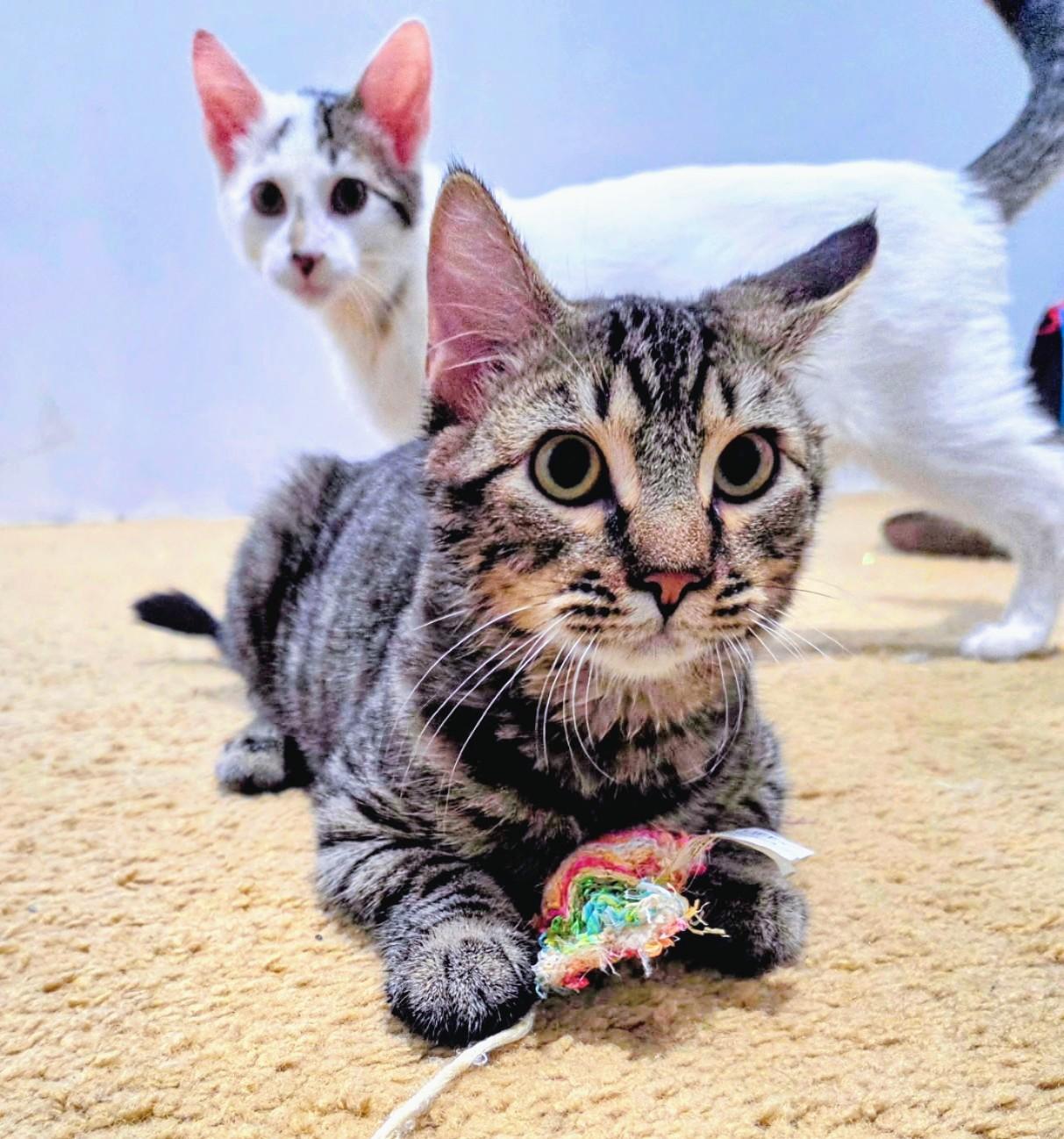 Jax, an adoptable Domestic Short Hair in Waverly, IA image 4/5