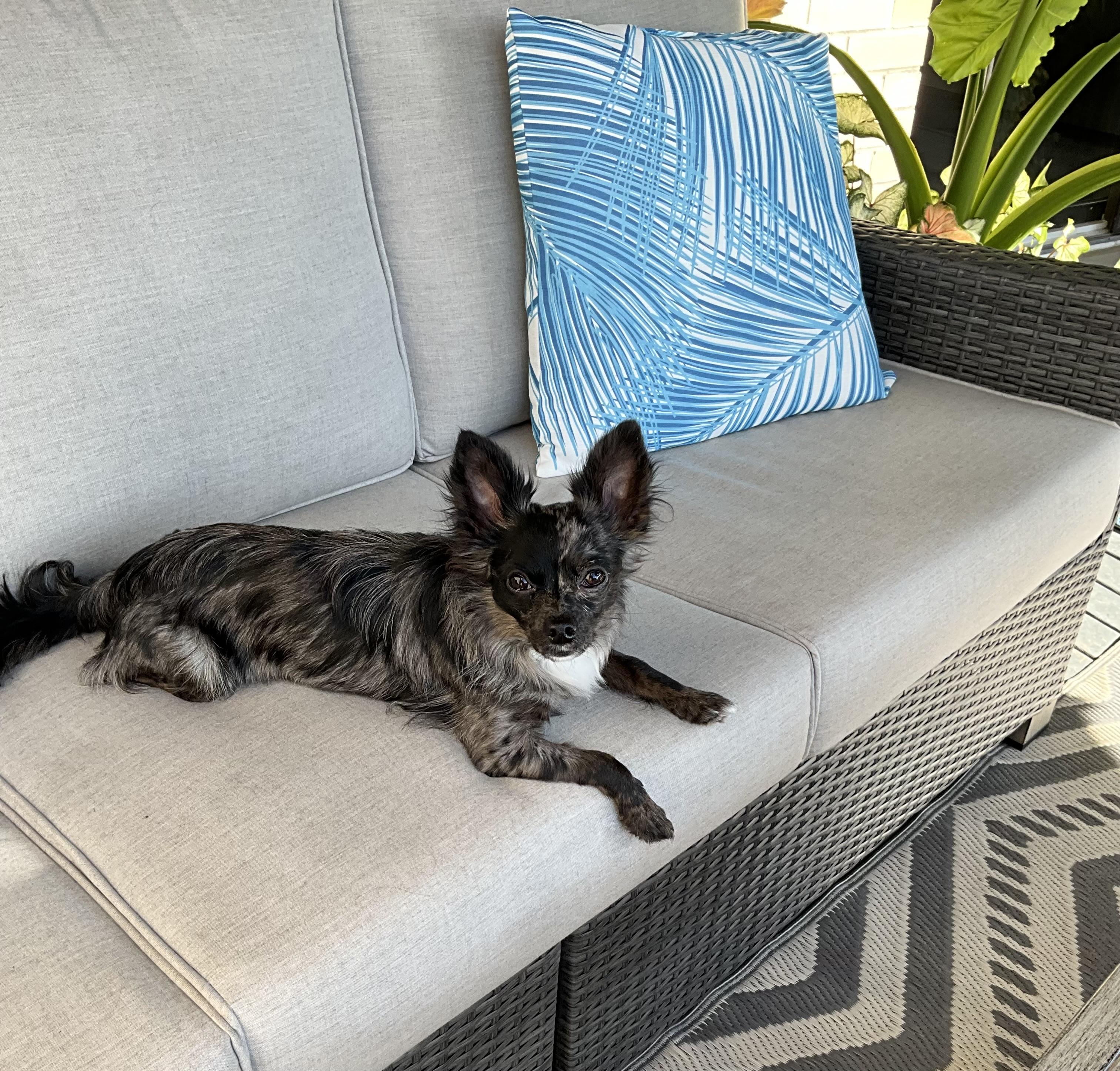 Enlarge ROCKY--ADOPTION PENDING, a Adopted Chihuahua in Toronto, ON image 1/2