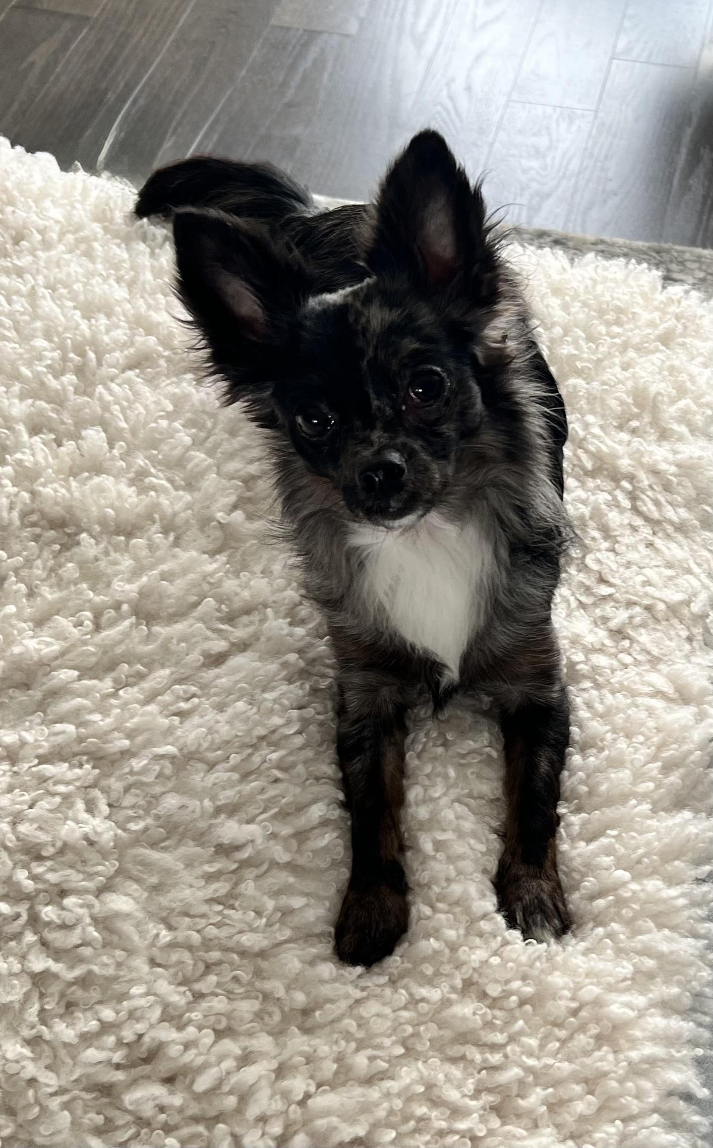 Enlarge ROCKY--ADOPTION PENDING, a Adopted Chihuahua in Toronto, ON image 2/2