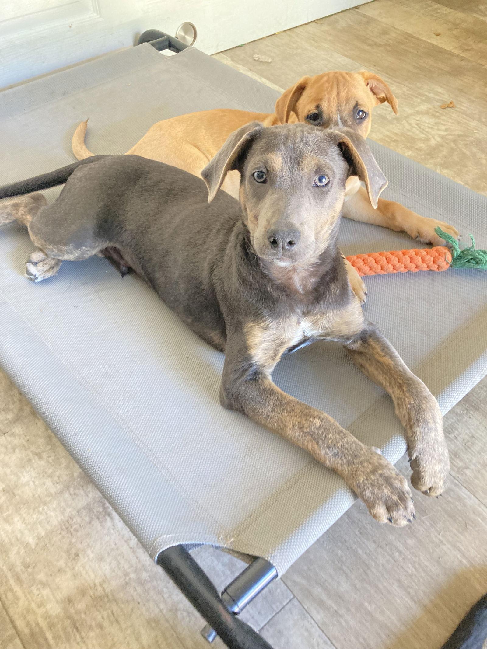 Max, a Adopted mixed breed in San Diego, CA image 1/3