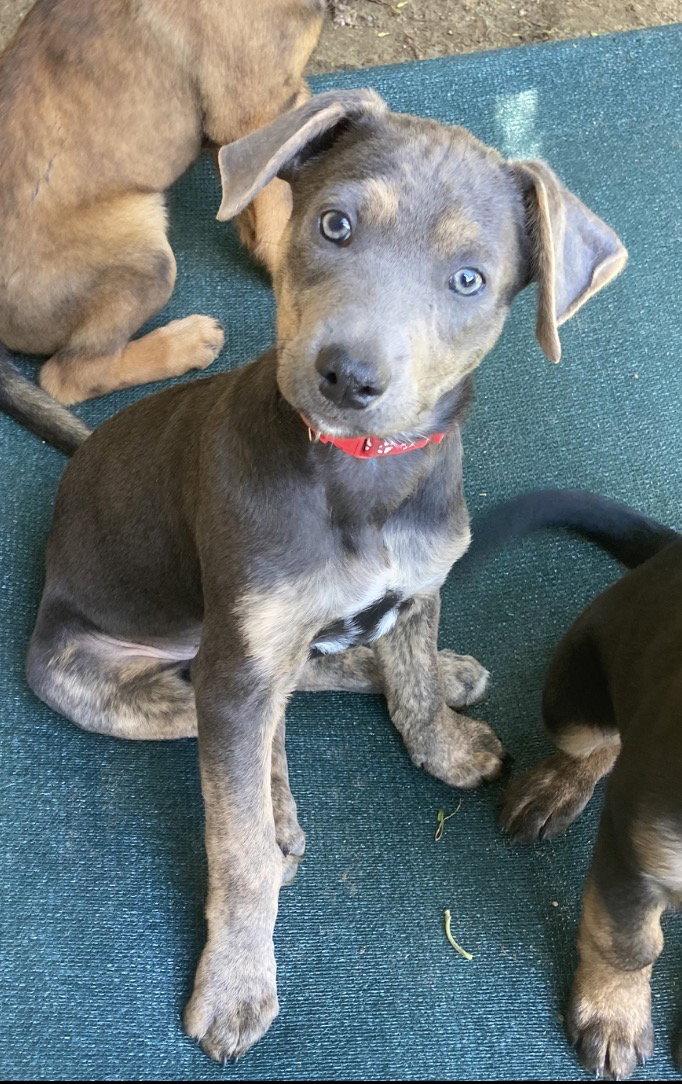 Max, a Adopted mixed breed in San Diego, CA image 2/3