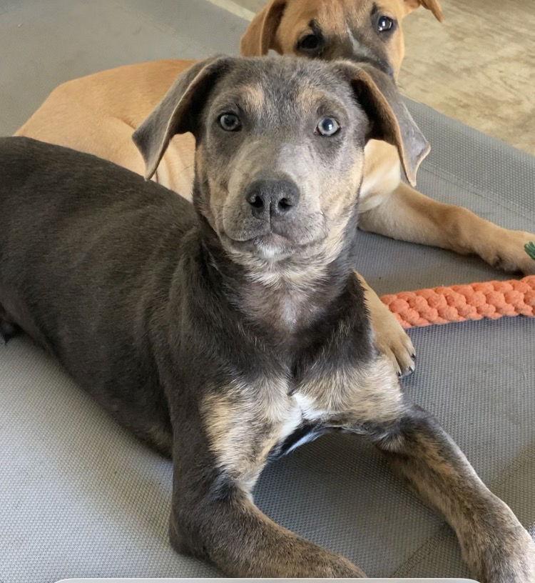 Max, a Adopted mixed breed in San Diego, CA image 3/3