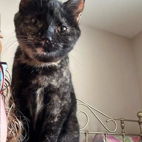 Enlarge Granny, a ADOPTABLE Domestic Short Hair in Rice, MN image 1/4