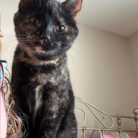 Granny, Adoptable, Young Female Domestic Short Hair.