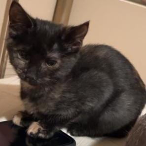 Enlarge Granny, a Adoptable Domestic Short Hair in Rice, MN image 2/4