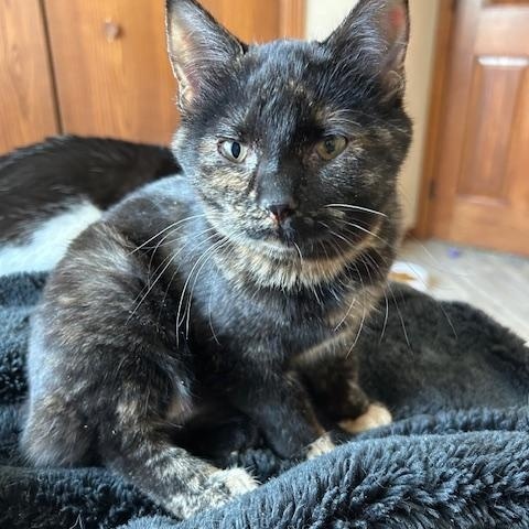 Enlarge Granny, a ADOPTABLE Domestic Short Hair in Rice, MN image 2/4