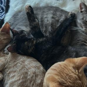 Enlarge Granny, a ADOPTABLE Domestic Short Hair in Rice, MN image 4/4