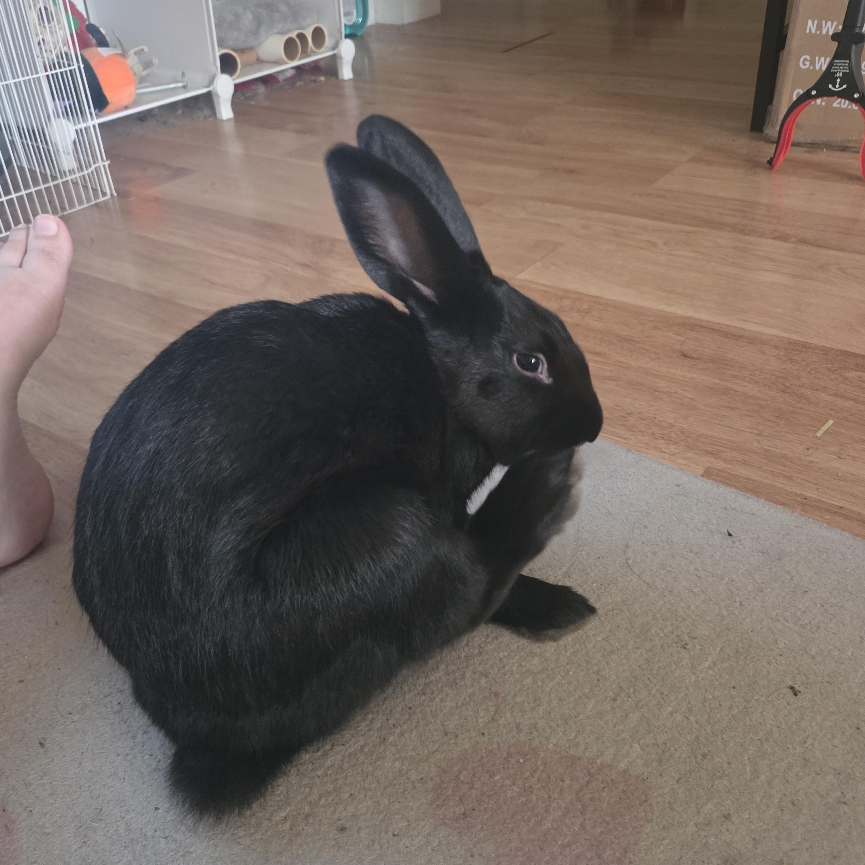 Enlarge Peppercorn, a Adoptable mixed breed in Grand Rapids, MI image 6/6