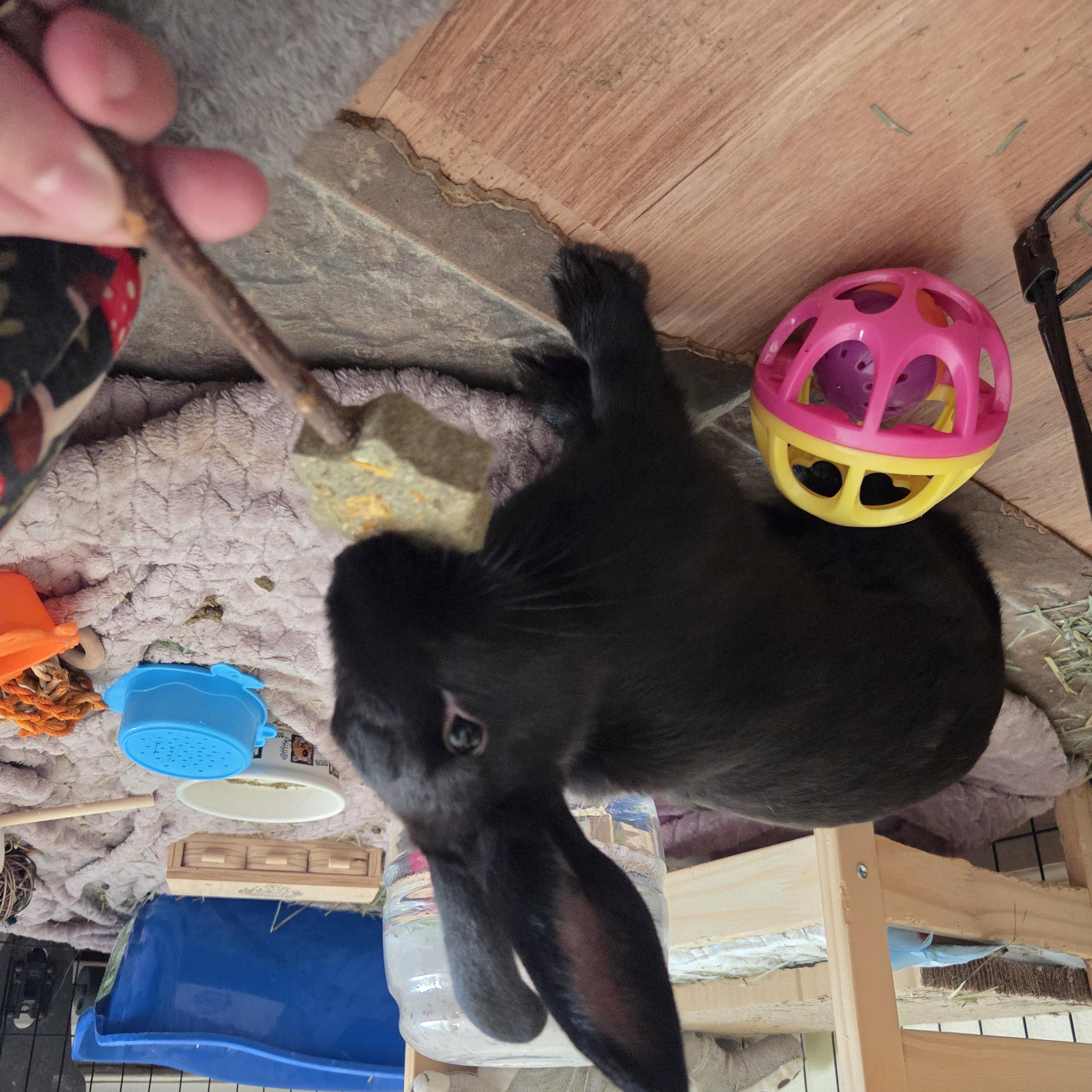 Enlarge Peppercorn, a Adoptable mixed breed in Grand Rapids, MI image 4/6