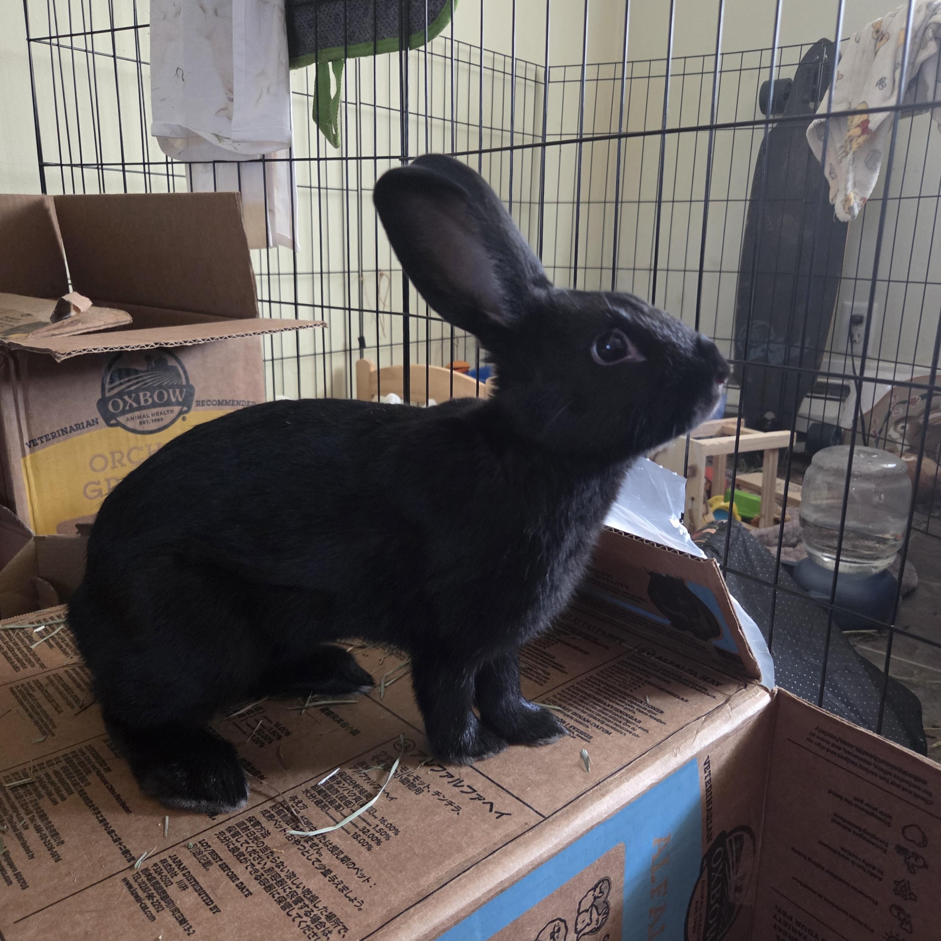 Enlarge Peppercorn, a Adoptable mixed breed in Grand Rapids, MI image 5/6