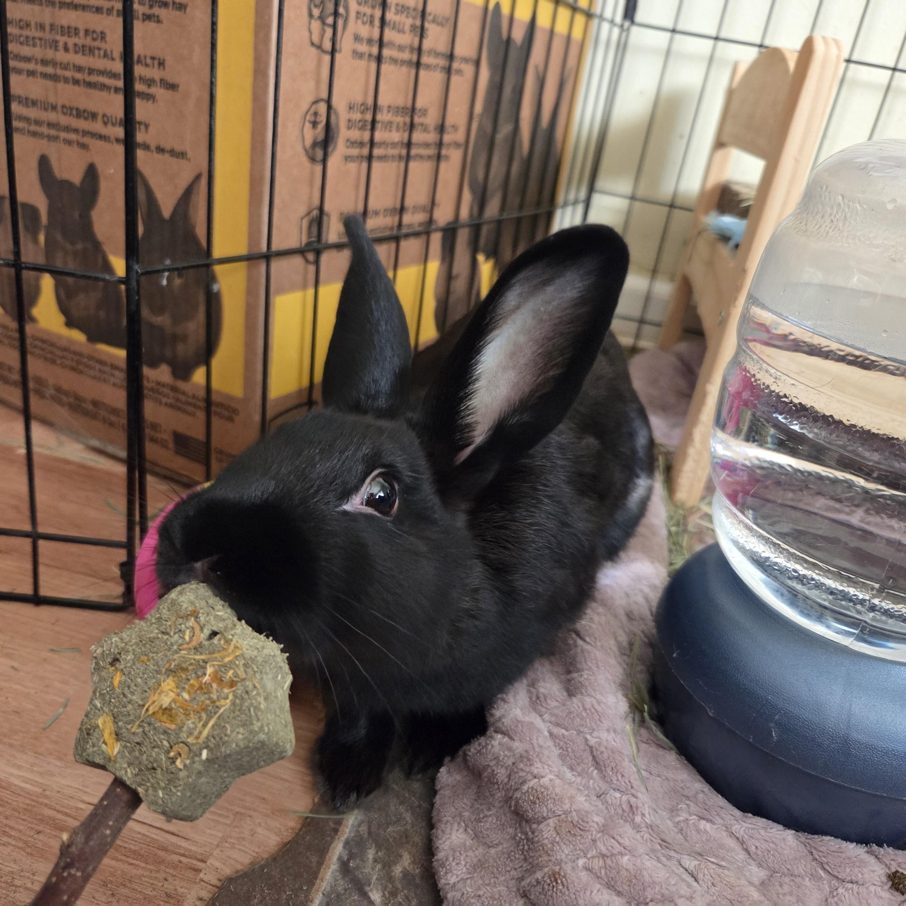 Peppercorn, Adoptable, Young Female Flemish Giant.