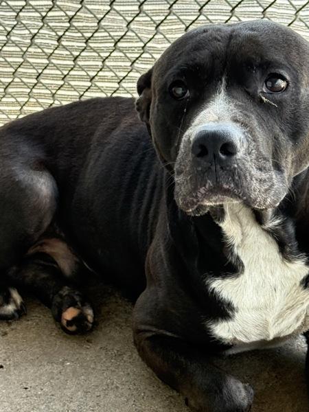 Enlarge Connor, a Adoptable mixed breed in Mobile, AL image 1/1