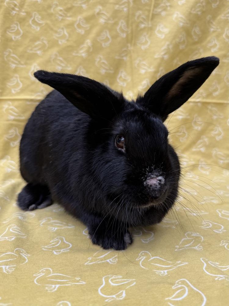 Music, Adoptable, Adult Female Lop Eared.