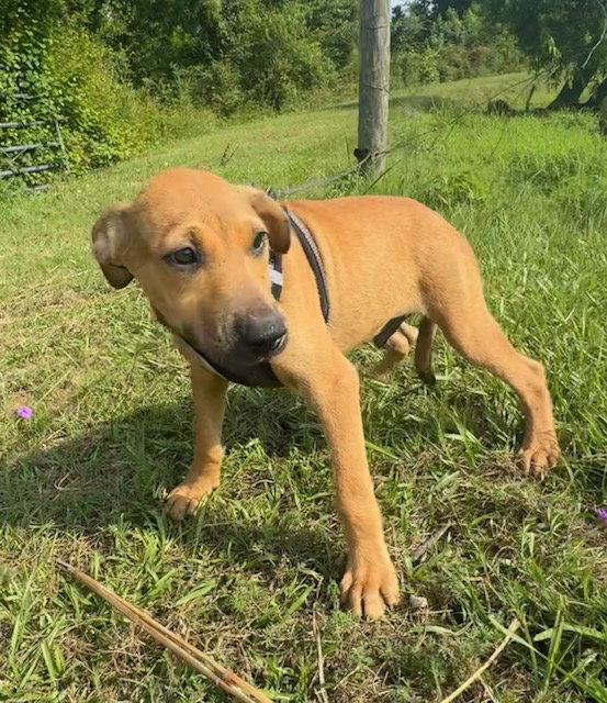 Derrick, Adoptable, Young Male Labrador Retriever.