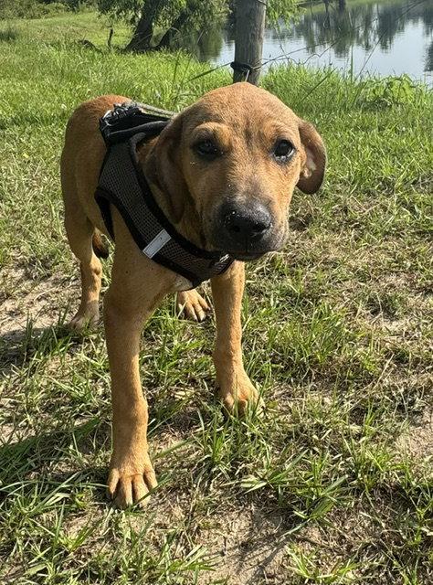 Enlarge Derrick, a Adoptable Labrador Retriever in Tarrytown, GA image 2/3