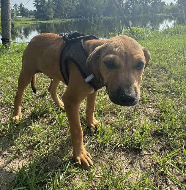Enlarge Derrick, a Adoptable Labrador Retriever in Tarrytown, GA image 3/3