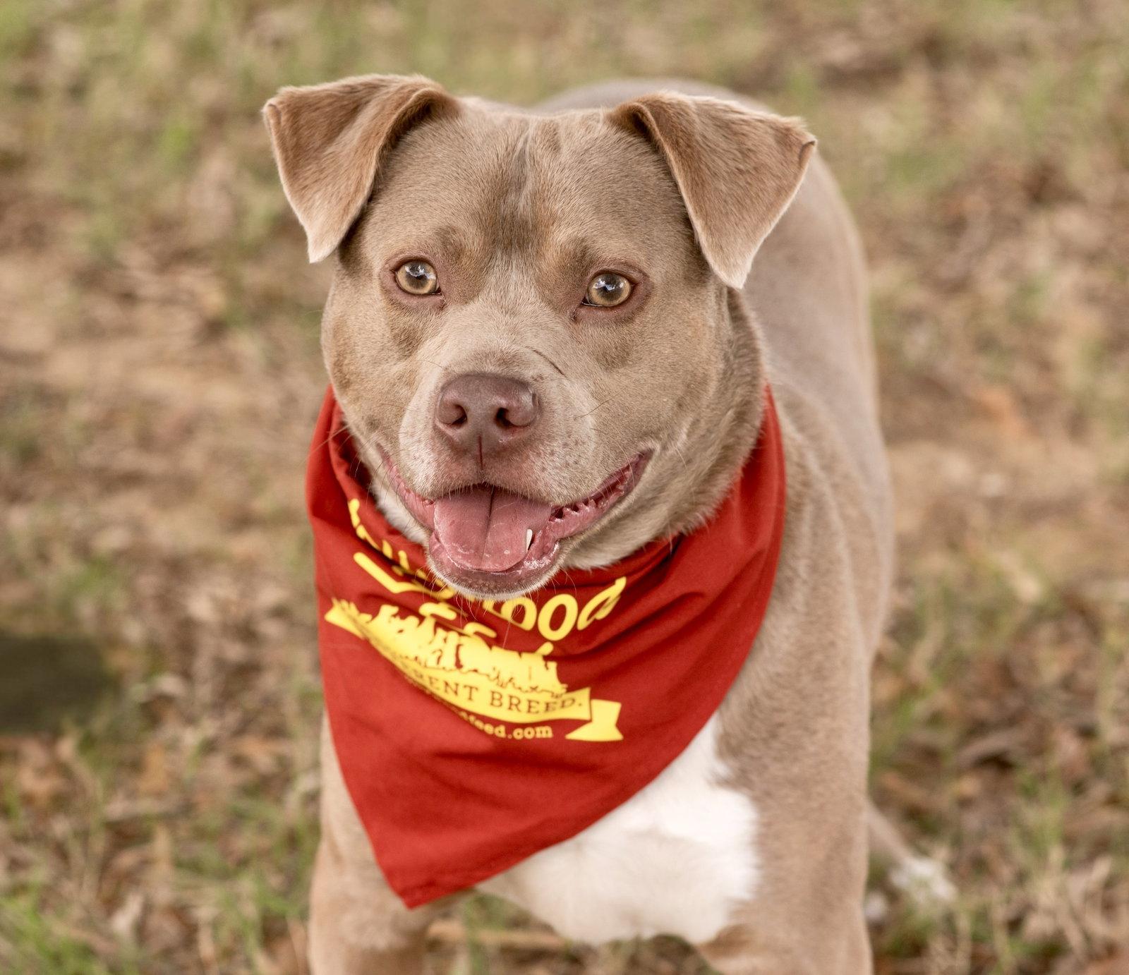 Enlarge MAX, a Adoptable American Bulldog in Tarrytown, NY image 1/3