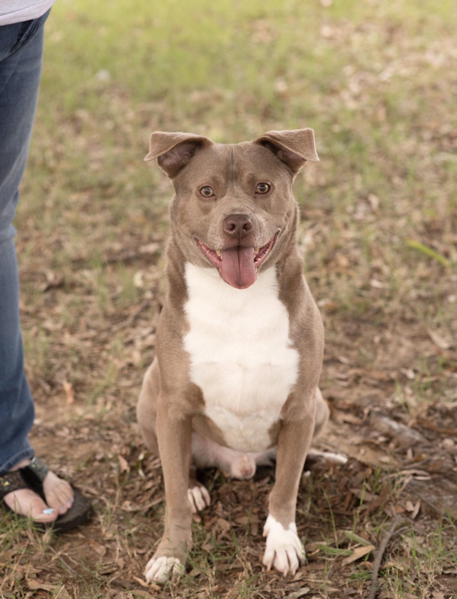 Enlarge MAX, a Adoptable American Bulldog in Tarrytown, NY image 2/3