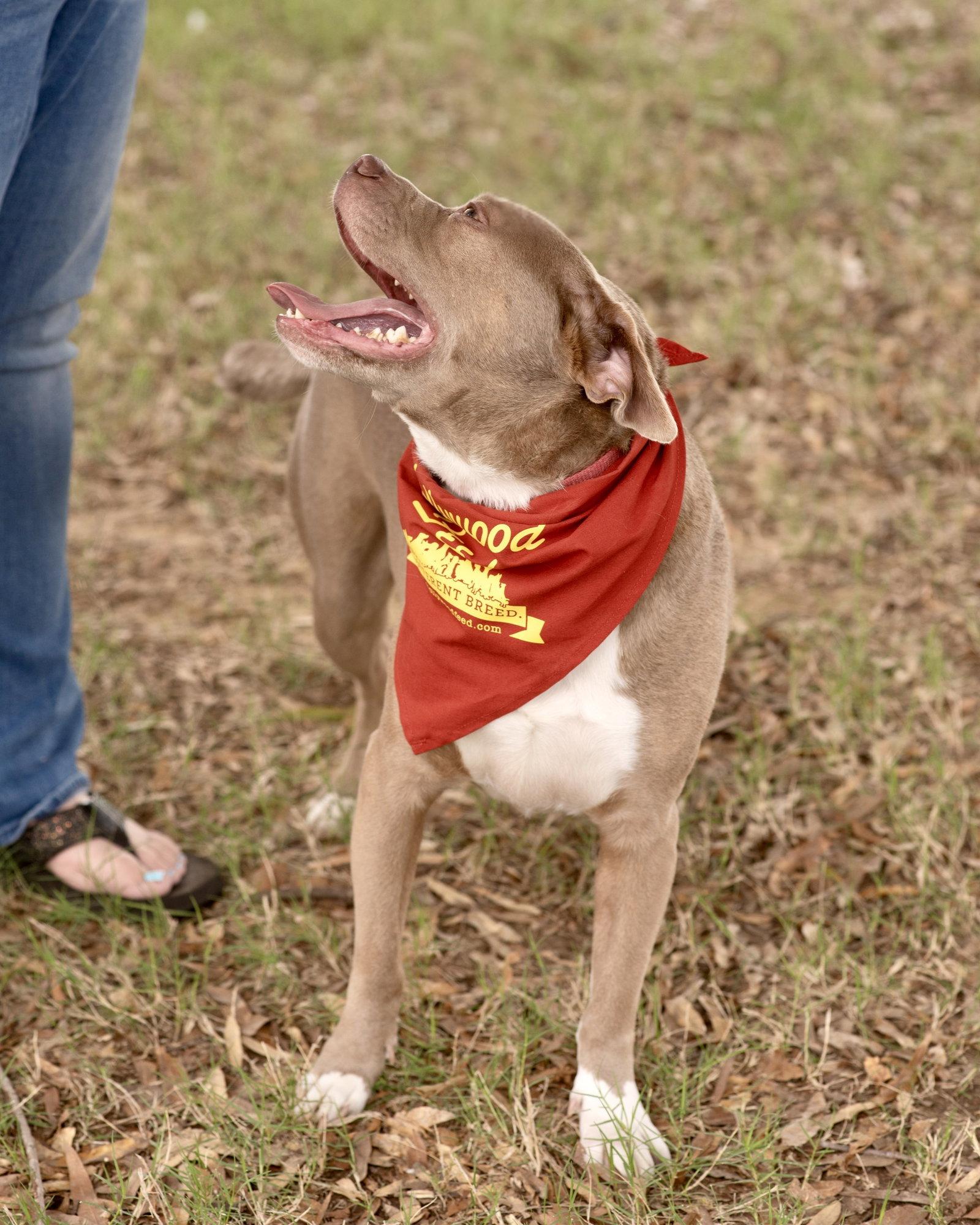 Enlarge MAX, a Adoptable American Bulldog in Tarrytown, NY image 3/3