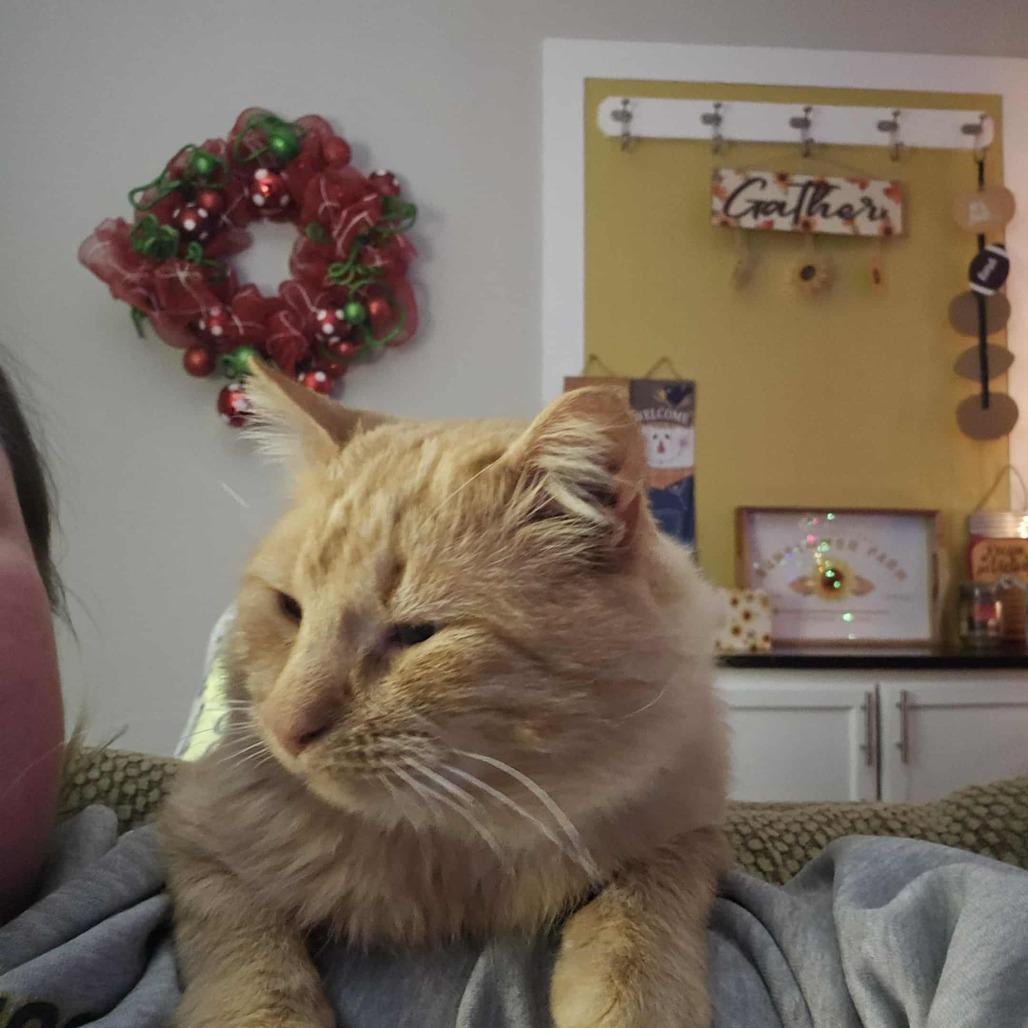 Gary, Adoptable, Adult Male Domestic Short Hair.