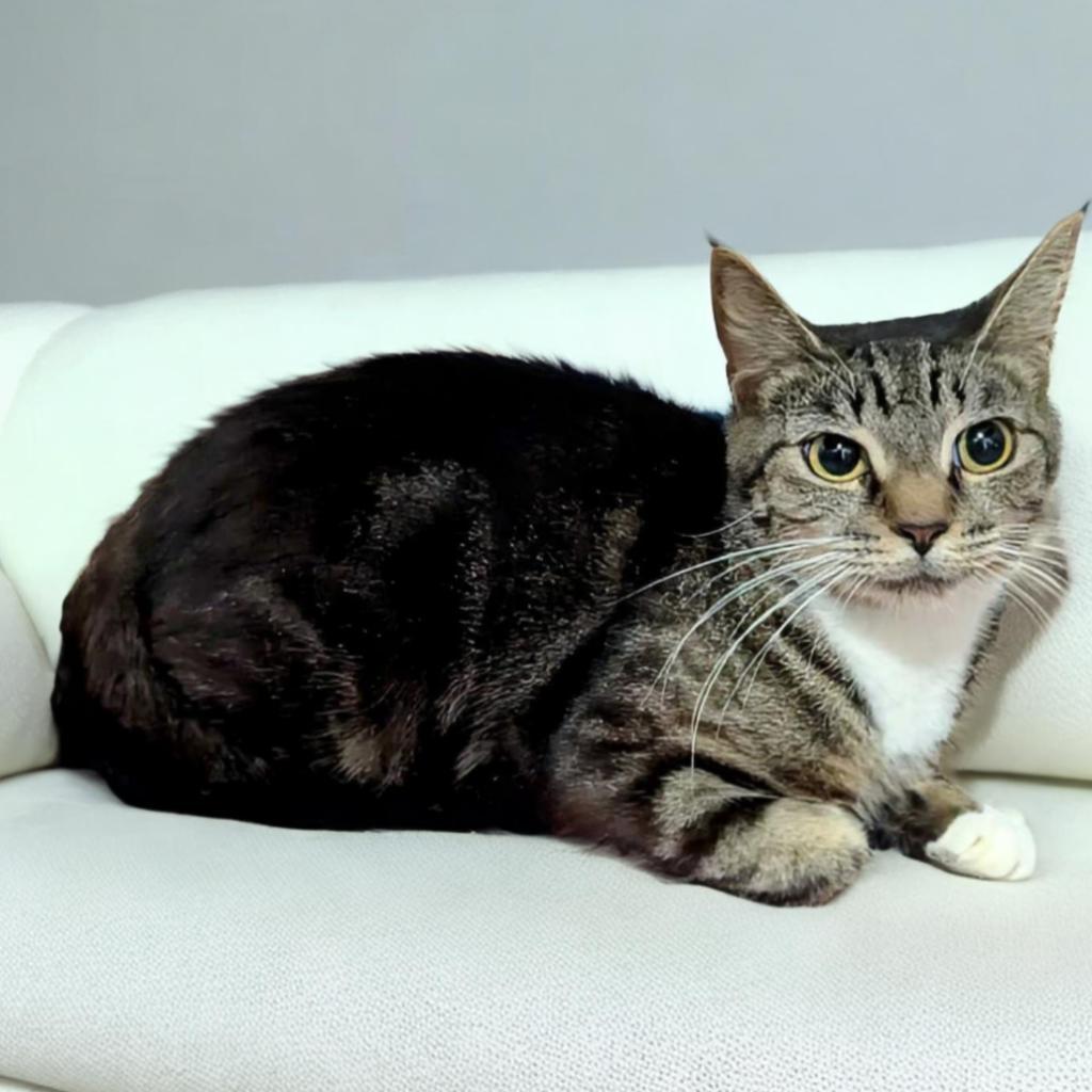 Atzi, Adoptable, Adult Female Domestic Short Hair.