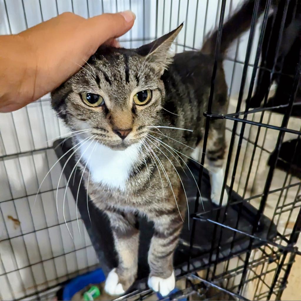 Atzi, a Adoptable Domestic Short Hair in Fort Lauderdale, FL image 3/4