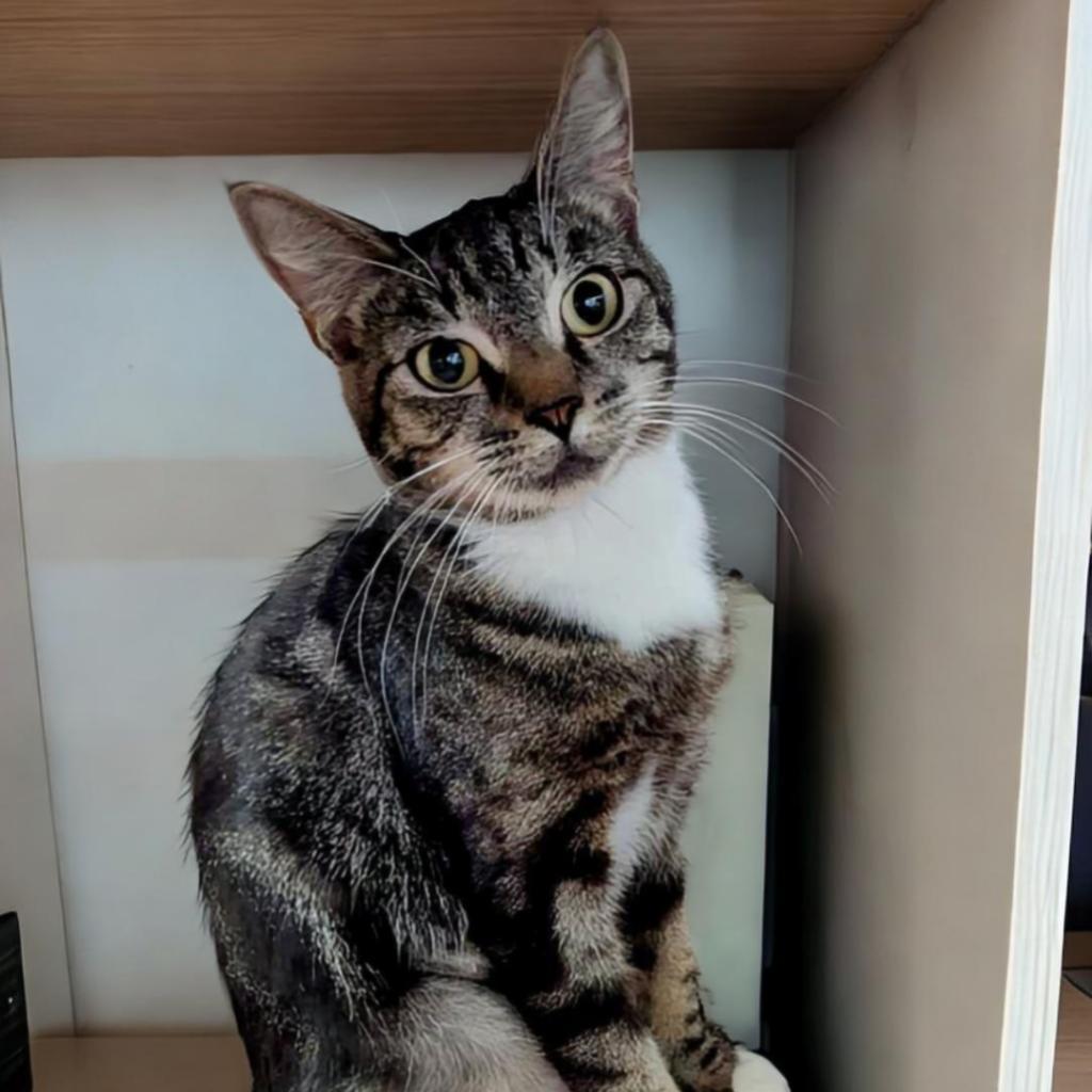 Atzi, a Adoptable Domestic Short Hair in Fort Lauderdale, FL image 4/4