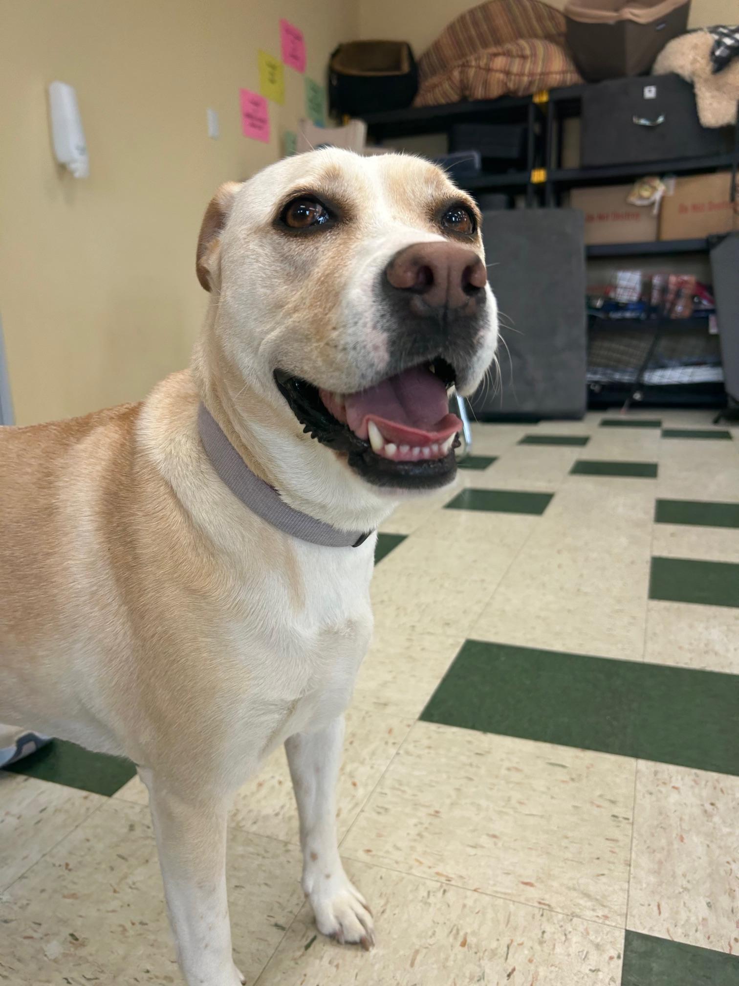 Enlarge Lola, an adopted mixed breed in St. Joseph, MI image 1/1