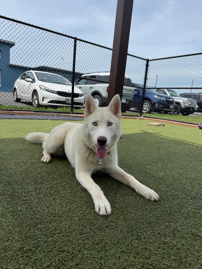 Sugar, Adoptable, Puppy Female Husky.