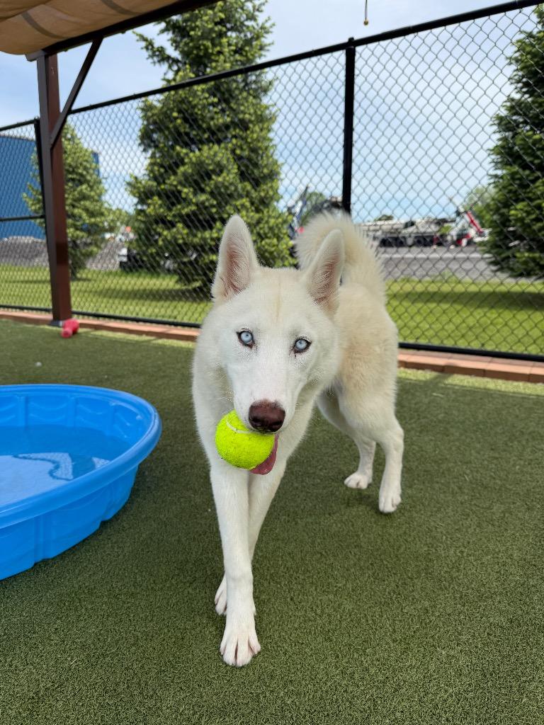 Enlarge Sugar, a Adoptable mixed breed in North Syracuse, NY image 2/6