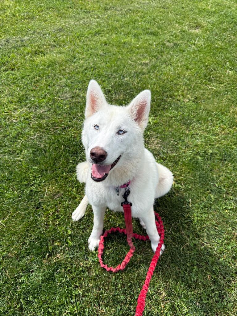 Enlarge Sugar, a Adoptable mixed breed in North Syracuse, NY image 3/6