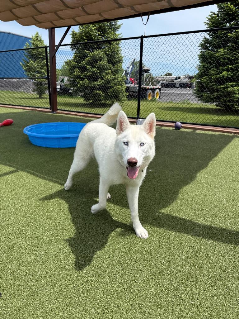 Enlarge Sugar, a Adoptable mixed breed in North Syracuse, NY image 4/6