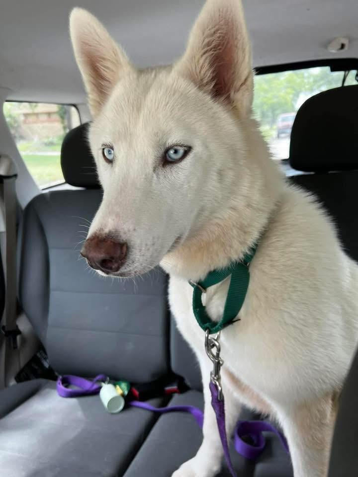 Enlarge Sugar, a Adoptable mixed breed in North Syracuse, NY image 5/6