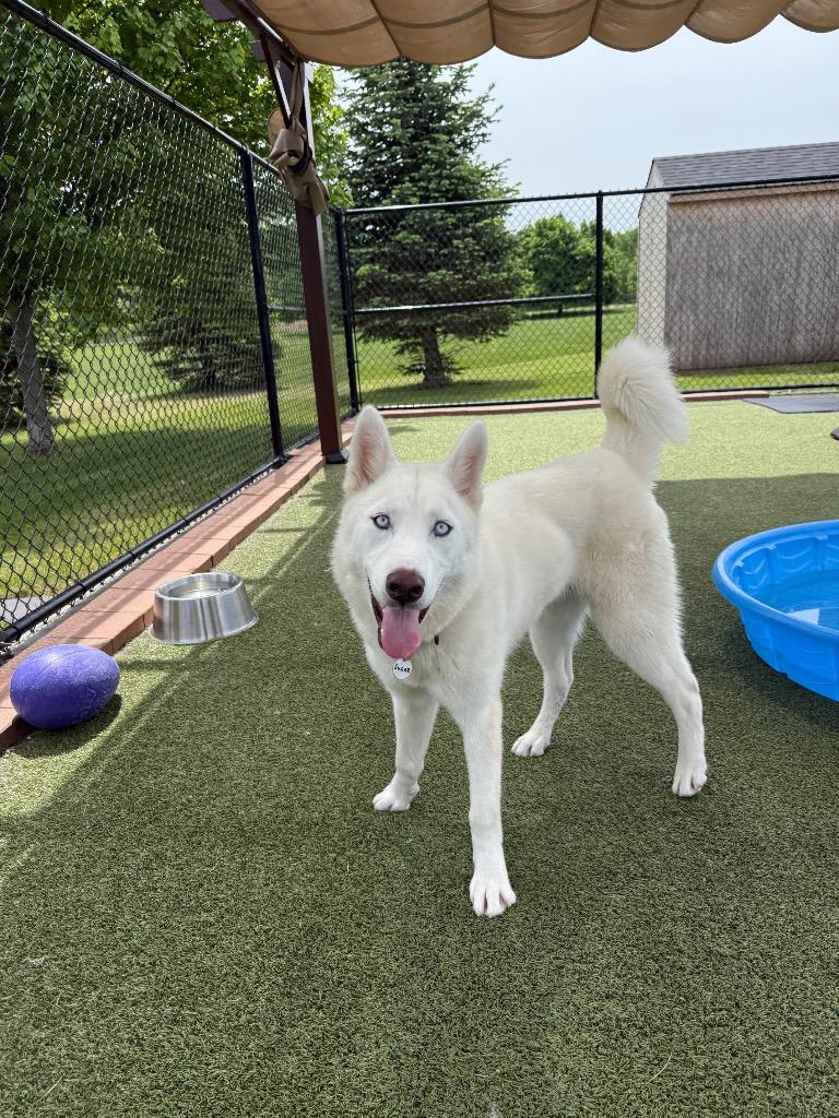 Enlarge Sugar, a Adoptable mixed breed in North Syracuse, NY image 6/6