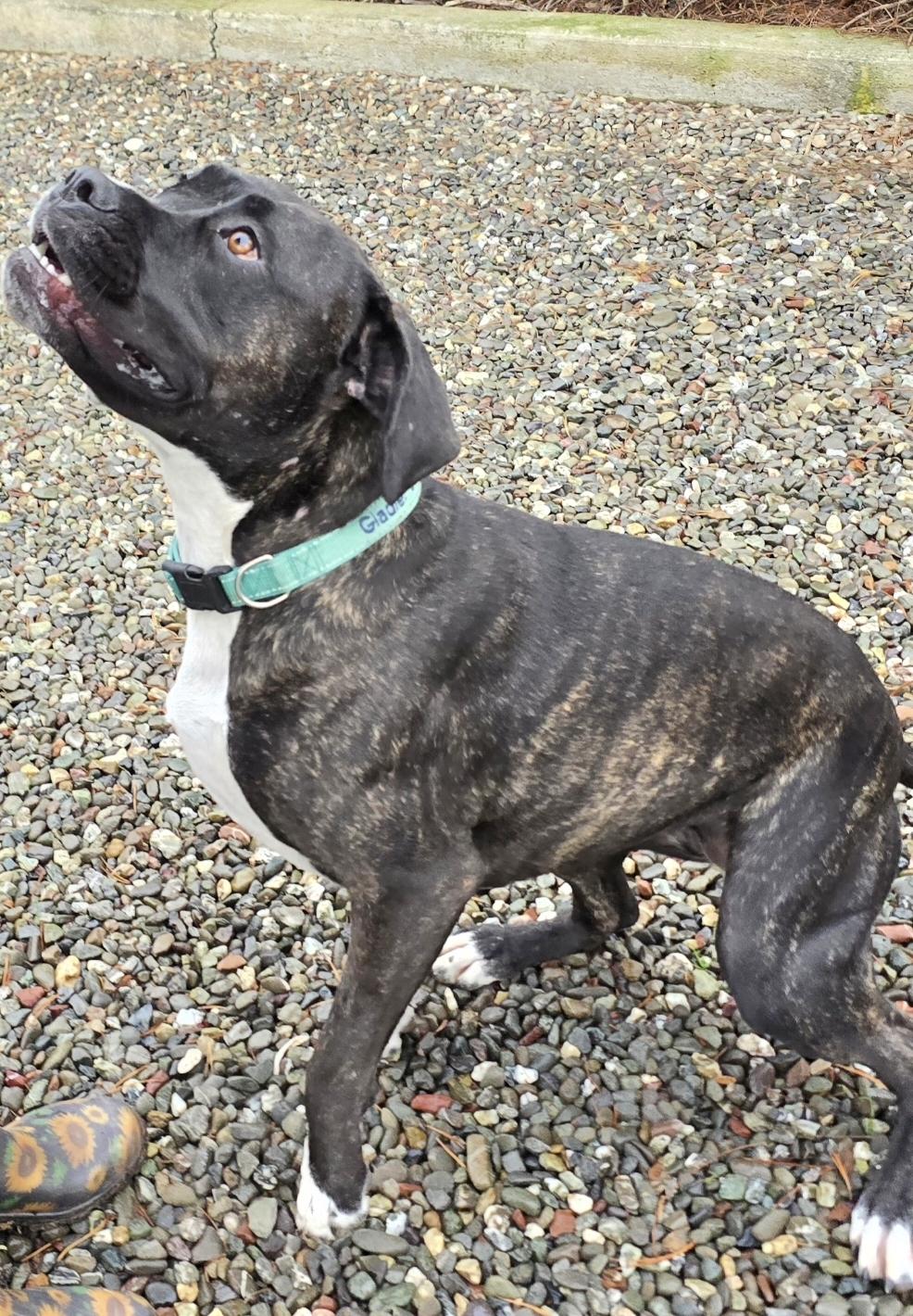 Enlarge Tulula, a ADOPTABLE mixed breed in Woodland, CA image 2/2