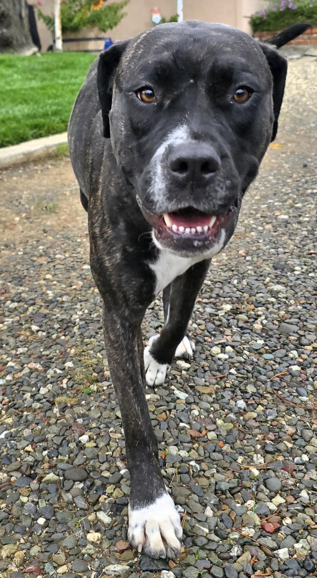 Tulula, ADOPTABLE, Adult Female Boxer.