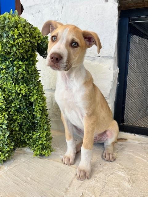 Enlarge Woody, an adopted mixed breed in Tyler, TX image 4/4