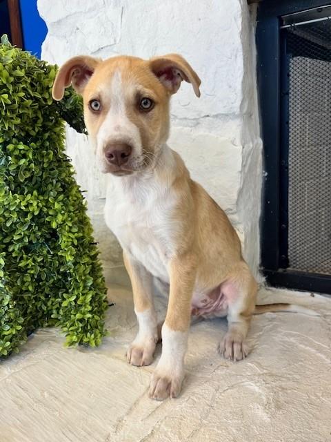 Enlarge Woody, an adopted mixed breed in Tyler, TX image 3/4