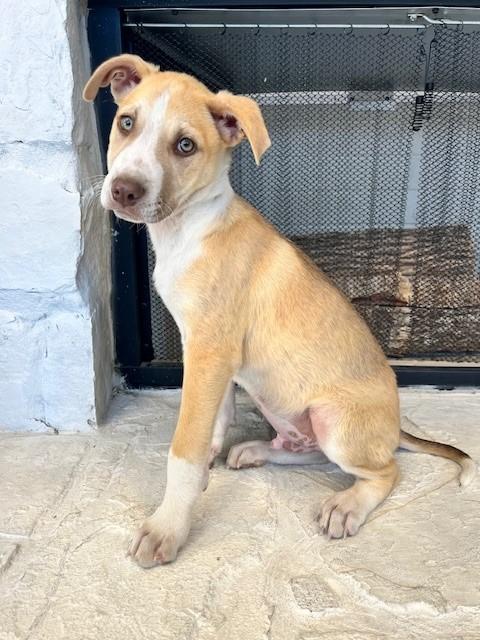 Woody, adopted, Young Male Terrier.