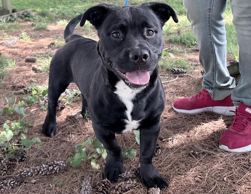 Cheech, an adopted mixed breed in Columbus, IN image 1/3