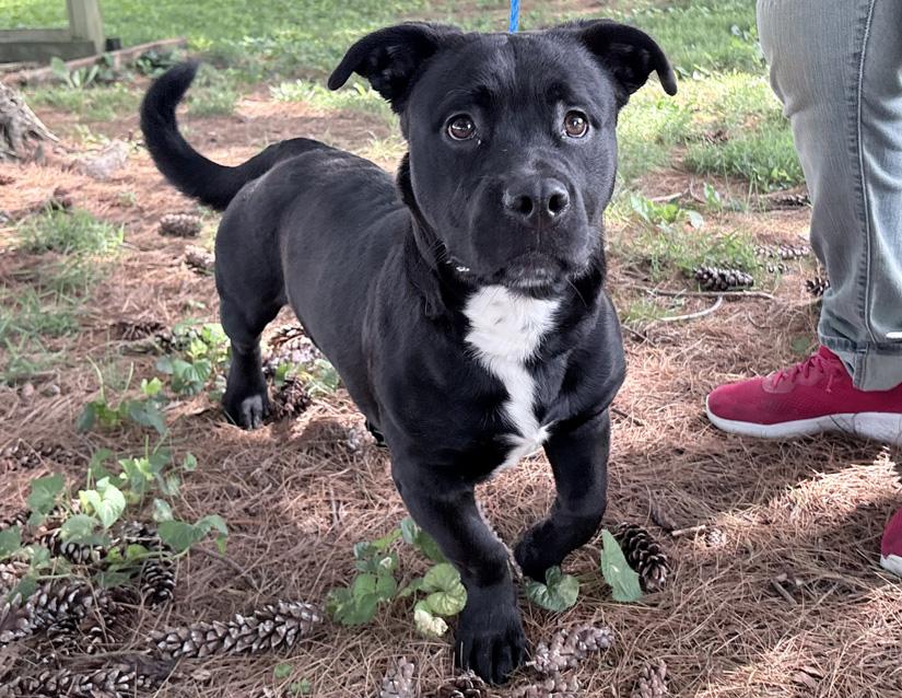 Cheech, an adopted mixed breed in Columbus, IN image 2/3