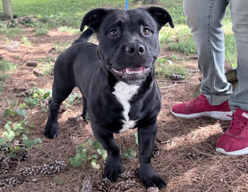 Cheech, an adopted mixed breed in Columbus, IN image 3/3
