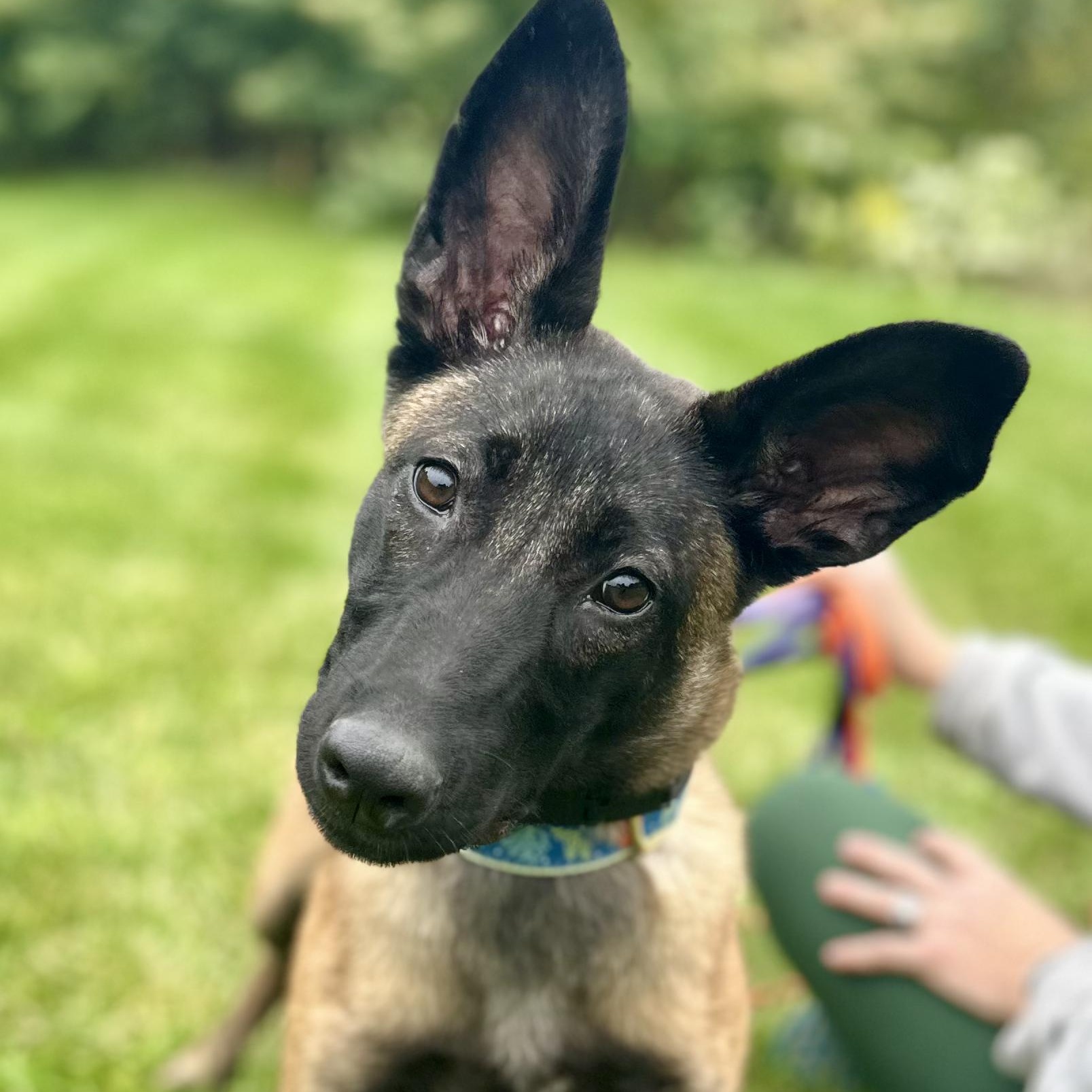 Enlarge Lily, a Adoptable Belgian Shepherd / Malinois in Boston, MA image 3/3