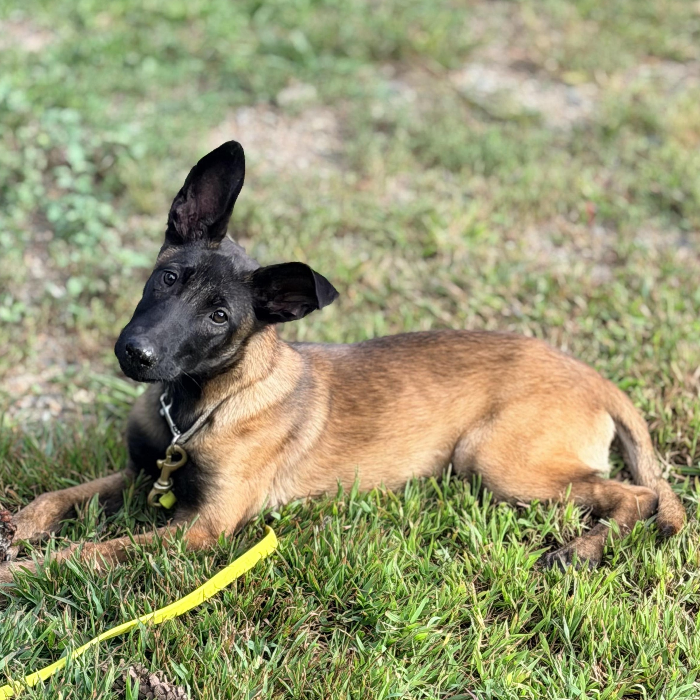 Enlarge Lily, a Adoptable Belgian Shepherd / Malinois in Boston, MA image 2/3