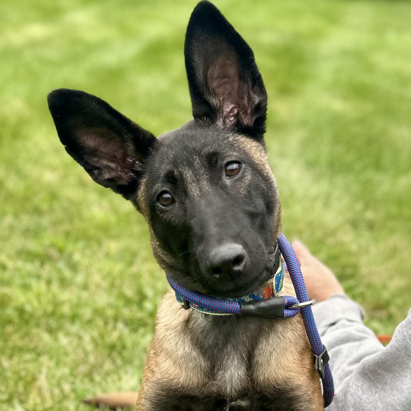 Enlarge Lily, a Adoptable Belgian Shepherd / Malinois in Boston, MA image 1/3